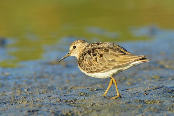 The Unexpected Connection Between A Small Bird And The Protection Of Thousands Of Kilometres Of Beach In The United States