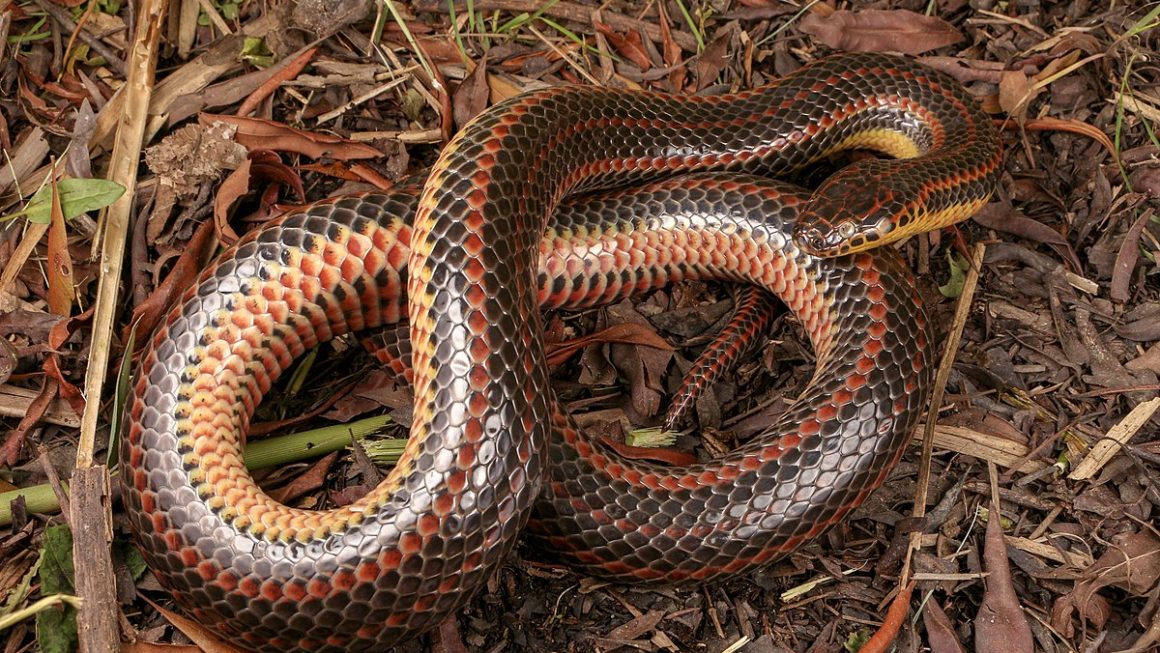 Snake