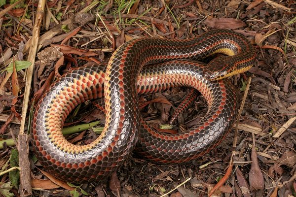 The Fwc Asks For Help: They Request Reports Of Sightings Of A Rare Species Of Snake That Was Believed To Be Extinct