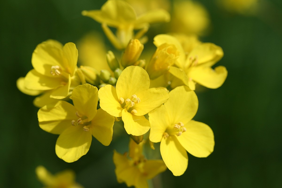 The End Of Poverty? A Plant That Produces Pure Gold And Can Be Grown In Every Home Has Been Discovered