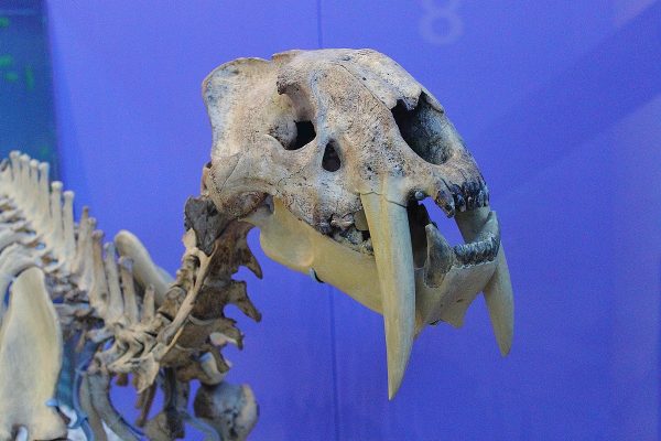 Scientists Shocked: Remains Of One Of The Most Primitive Mammals Known Found In Greenland