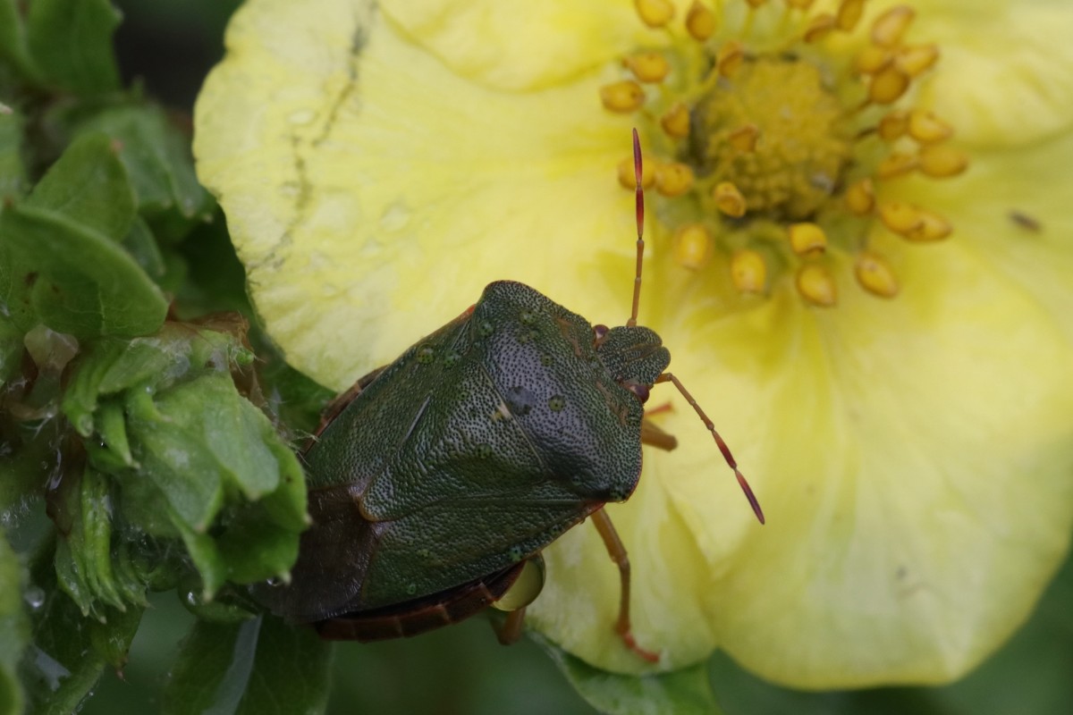 Fed Up With Garden Bugs Invading Your Home This Autumn? We'Ll Get Rid Of Them For Good!