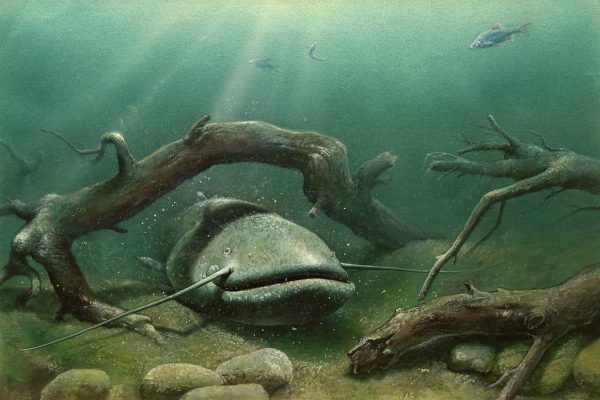An Incredible Sight: In Brazil, Thousands Of Catfish Climb A 4-Metre Waterfall