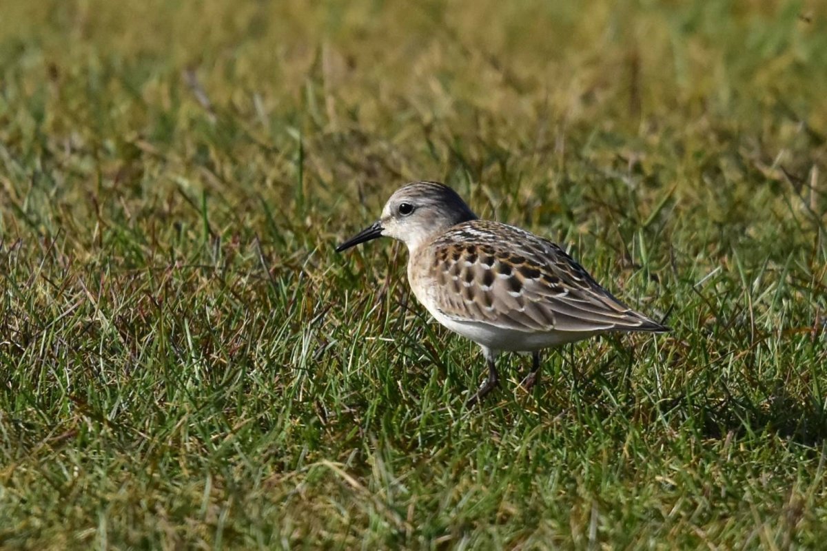 The Unexpected Connection Between A Small Bird And The Protection Of Thousands Of Kilometres Of Beach In The United States