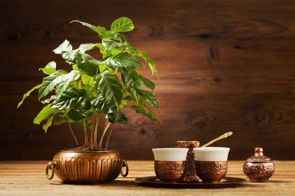 The Coffee Tree, The Tropical Plant That Awakens Your Interior