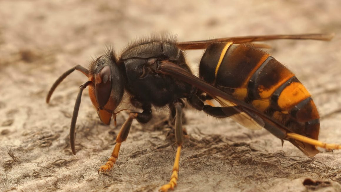 Hornet