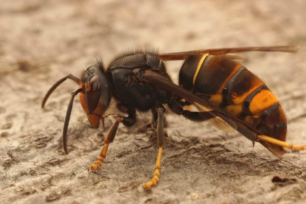 ‘A Bird Of Prey Is Now Attacking The Asian Hornet’: According To A Study, This Is Very Good News For Biodiversity.