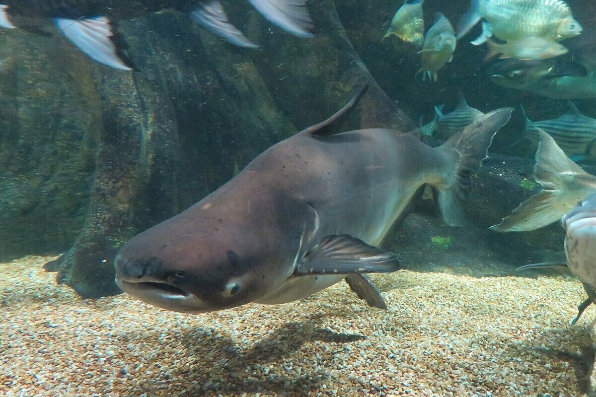 An Incredible Sight: In Brazil, Thousands Of Catfish Climb A 4-Metre Waterfall
