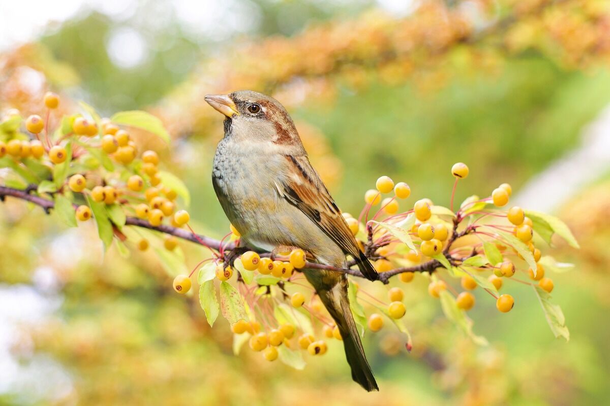 Listening To Birdsong Reduces Stress And Improves Mental Health, According To Science