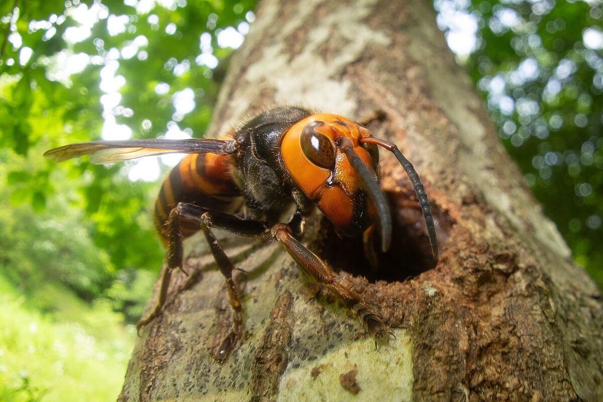 ‘A Bird Of Prey Is Now Attacking The Asian Hornet’: According To A Study, This Is Very Good News For Biodiversity.