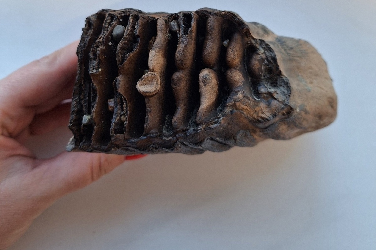 Discovery Of The Century: 125,000-Year-Old Treasure Found, Changing History