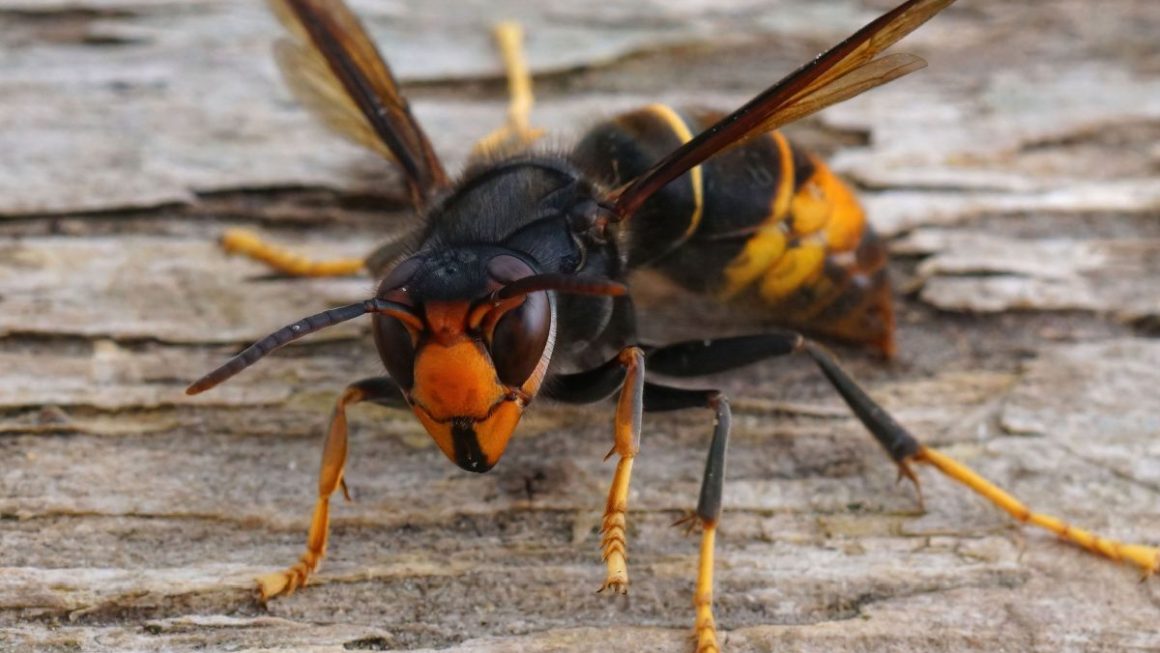 Hornet