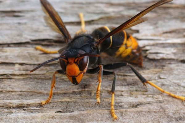 Asian Hornet: Here’S What We All Need To Do In October To Stop The Invasion