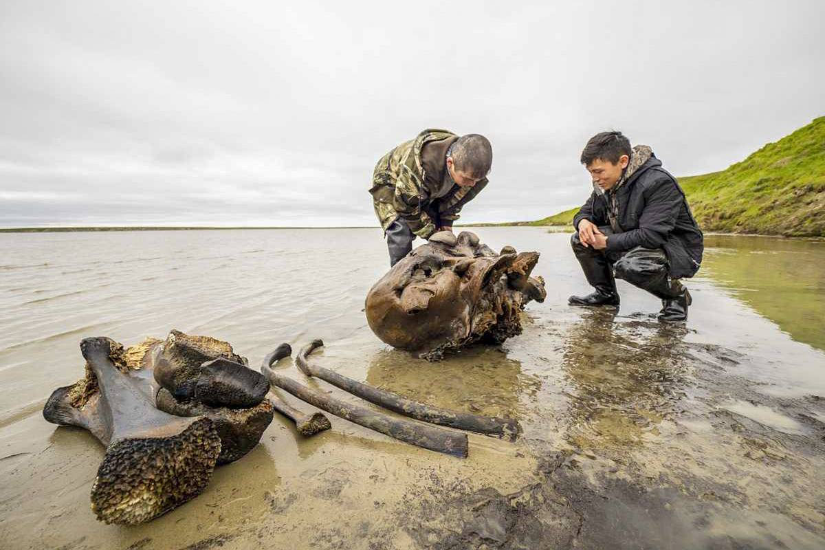 Scientists Shocked: Remains Of One Of The Most Primitive Mammals Known Found In Greenland
