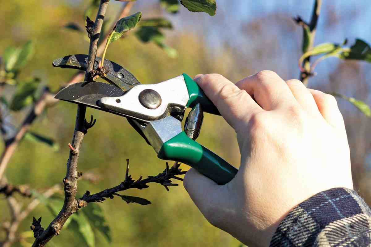 Now Is The Perfect Time To Prune These Three Trees To Strengthen Their Structure Before Winter