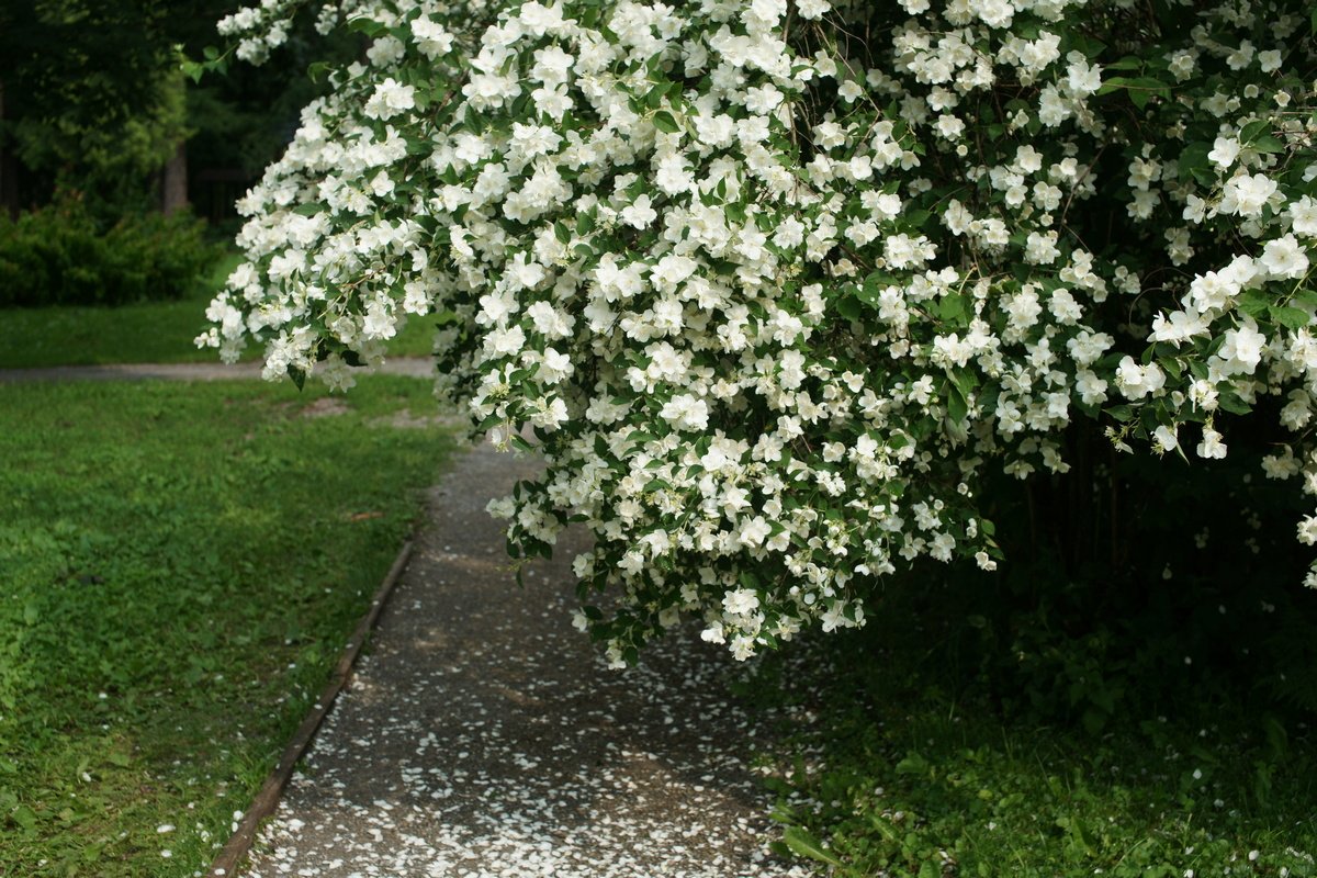 Neither In The Sun Nor In The Shade: The Ideal Place To Put Your Jasmine Plant And Fill Your Home With Its Rich Aroma