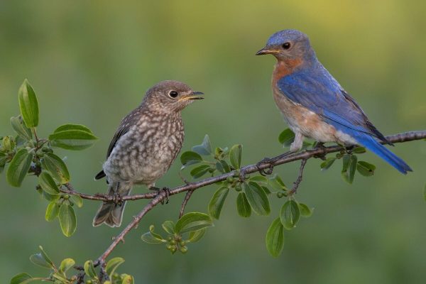 Listening To Birdsong Reduces Stress And Improves Mental Health, According To Science
