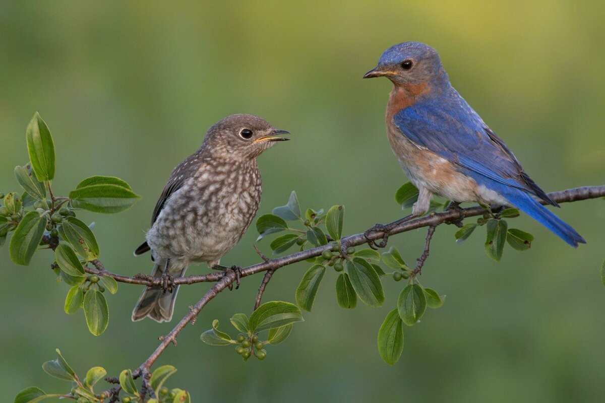 Birdsong