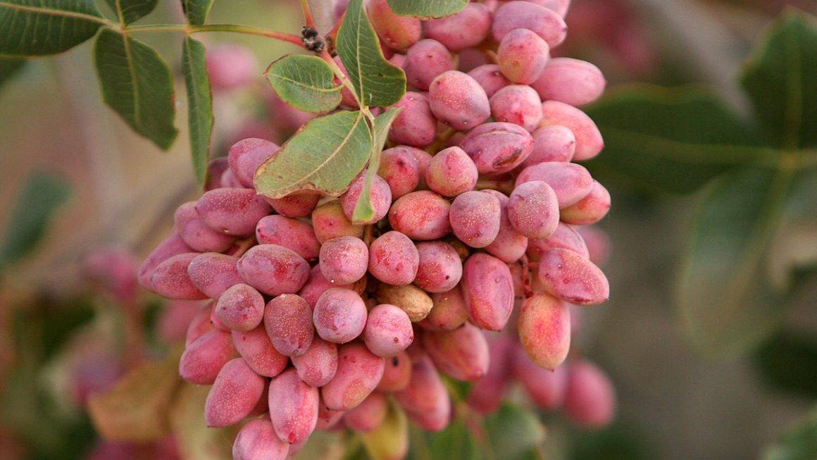 Pistachio Tree
