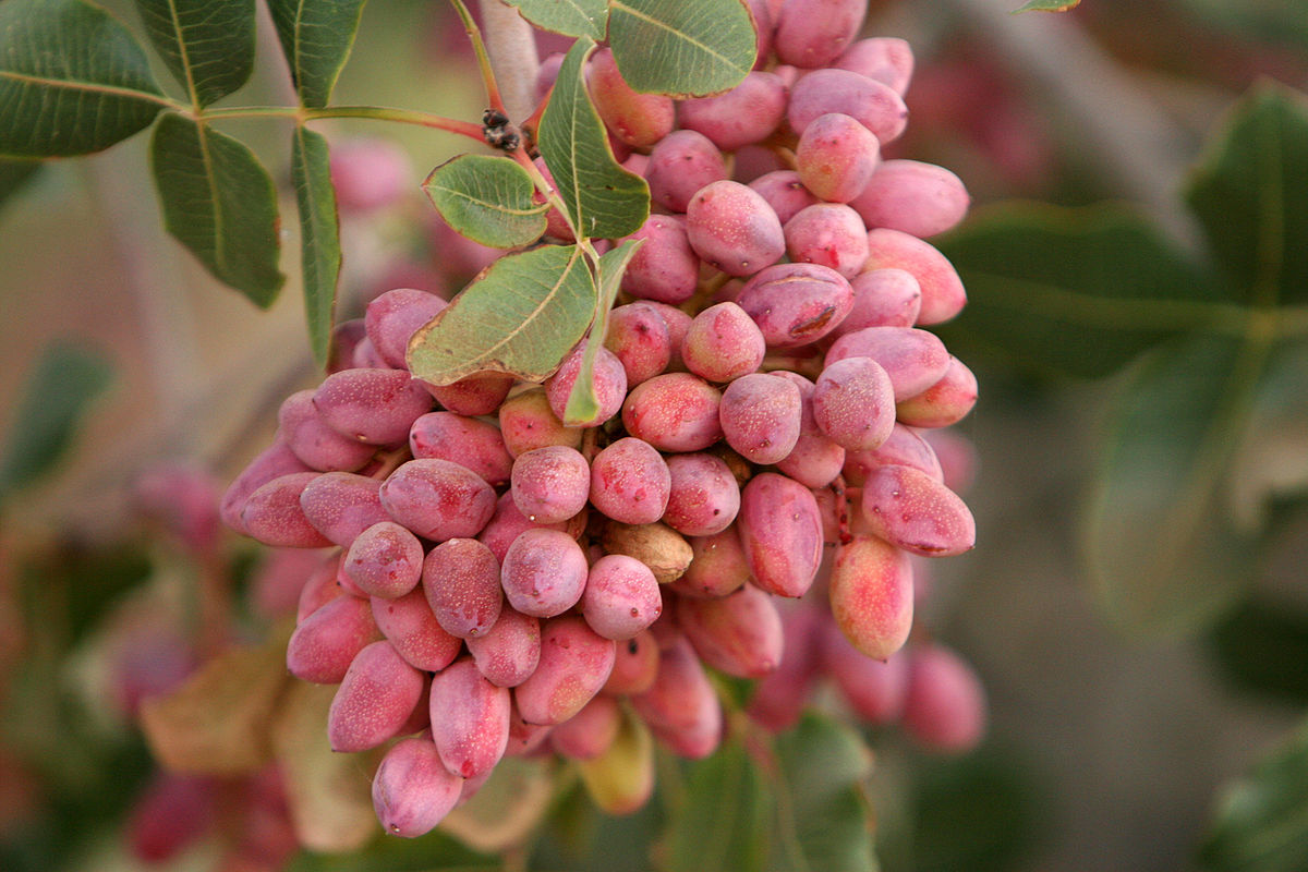 Pistachio Tree