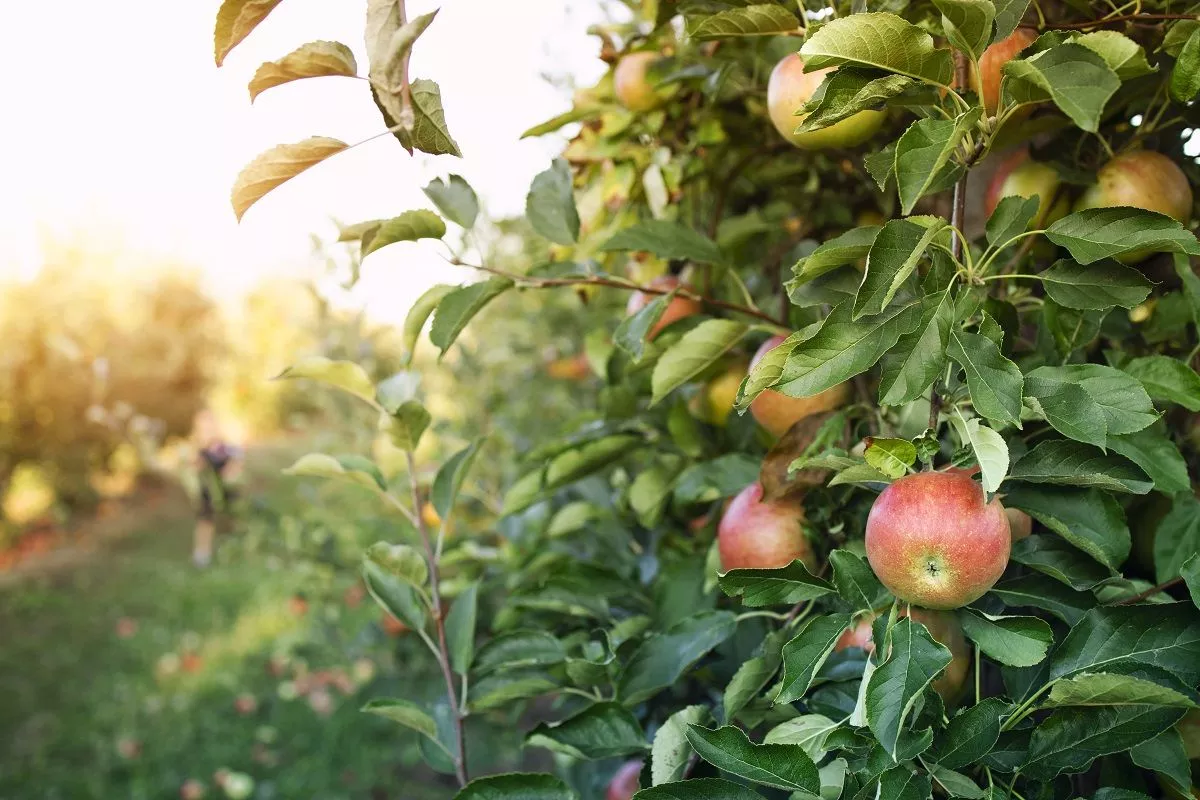 The Ancients Did It Without Thinking: The Forgotten Method For Extending Your Apple And Pear Harvests