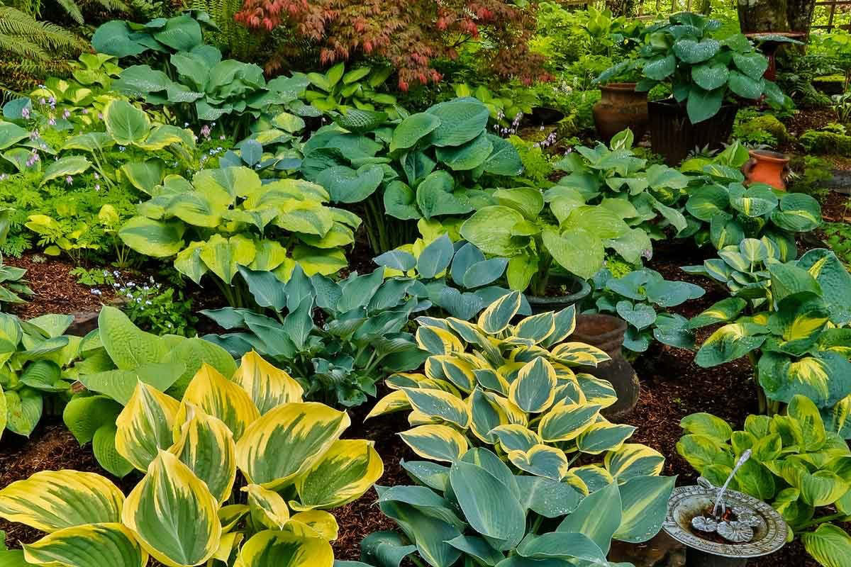 Forget Watering This Autumn: Plant These Local Perennials In October And Provide An Unexpected Refuge For A Whole Host Of Birds