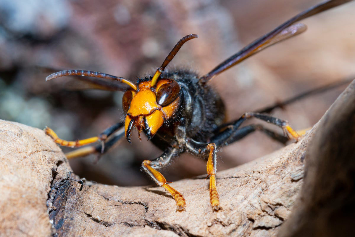 Asian Hornet: Here'S What We All Need To Do In October To Stop The Invasion