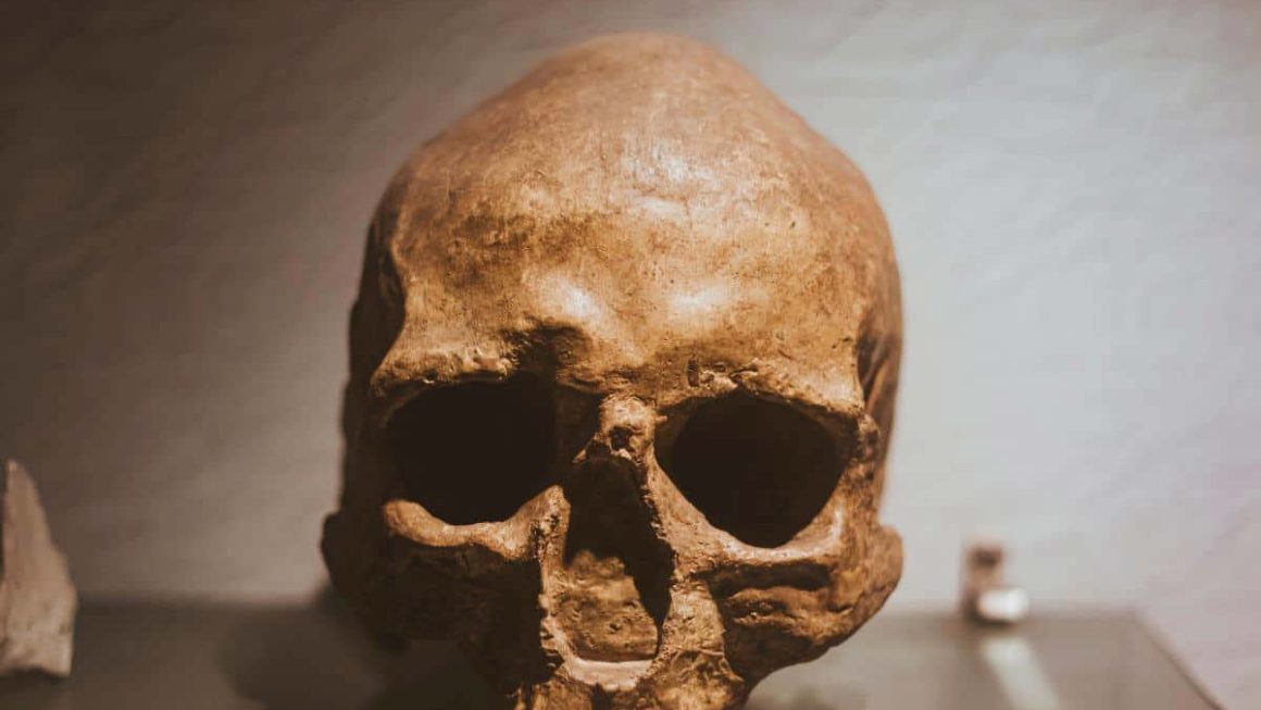 Skull