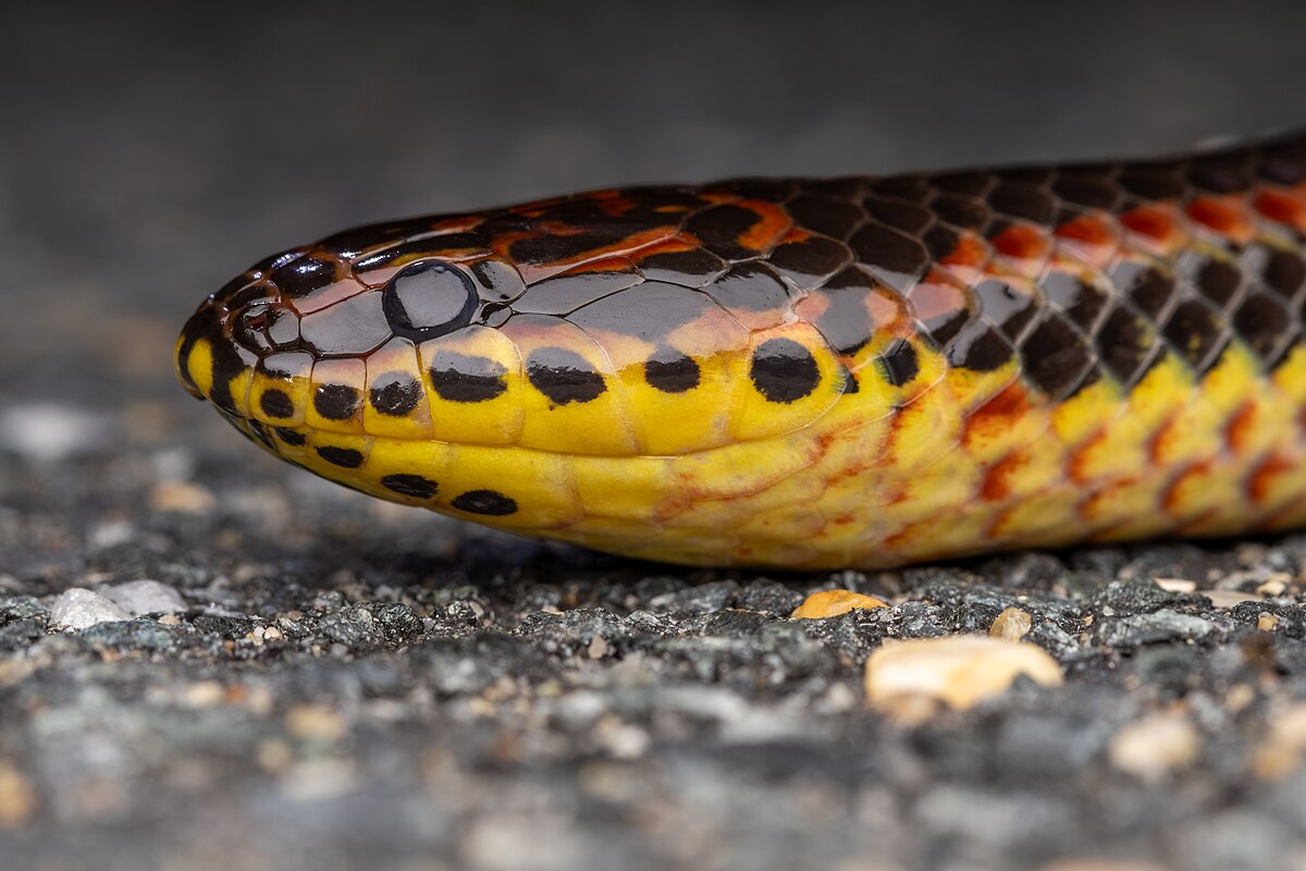 The Fwc Asks For Help: They Request Reports Of Sightings Of A Rare Species Of Snake That Was Believed To Be Extinct