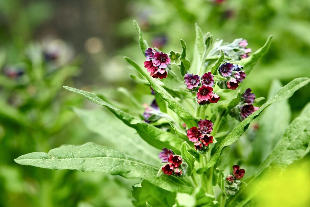Over 150 Species To Sow Dormant