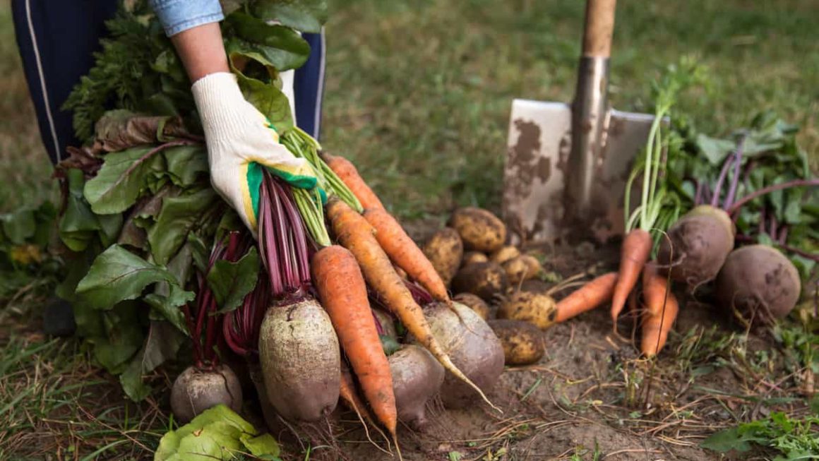 Vegetables
