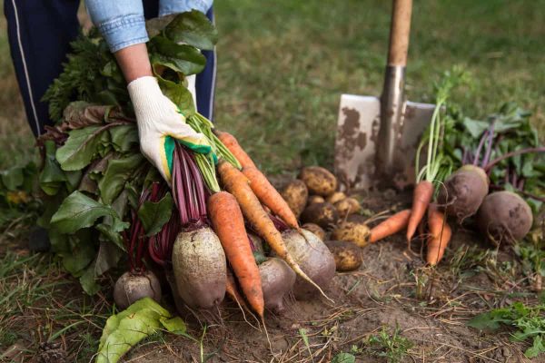 These Autumn Vegetables Grow Back On Their Own Thanks To A Simple Step During Harvesting