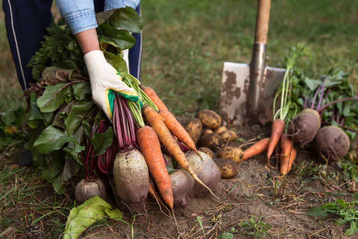 Vegetables