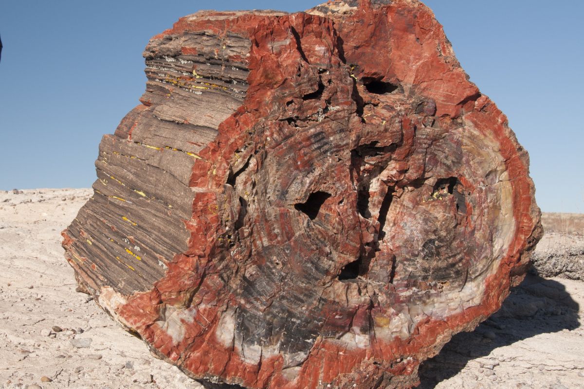 These Strange Red Australian Rocks Conceal Fossils Of Impossible Precision