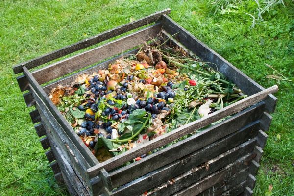 ‘This Seed Thrown Into The Compost Heap Has Grown Into A Fruit Tree Stronger Than All My Other Plants!’