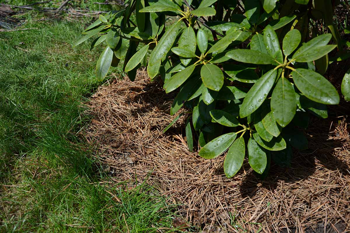 Thanks To Mineral Mulching, Protecting Your Plants Effectively Is Easy!
