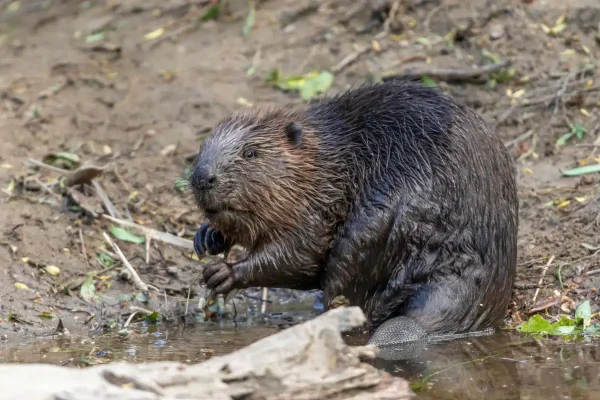 Specimens Of The Enormous Animal Believed To Be Extinct On The Peninsula Found In The Tagus River