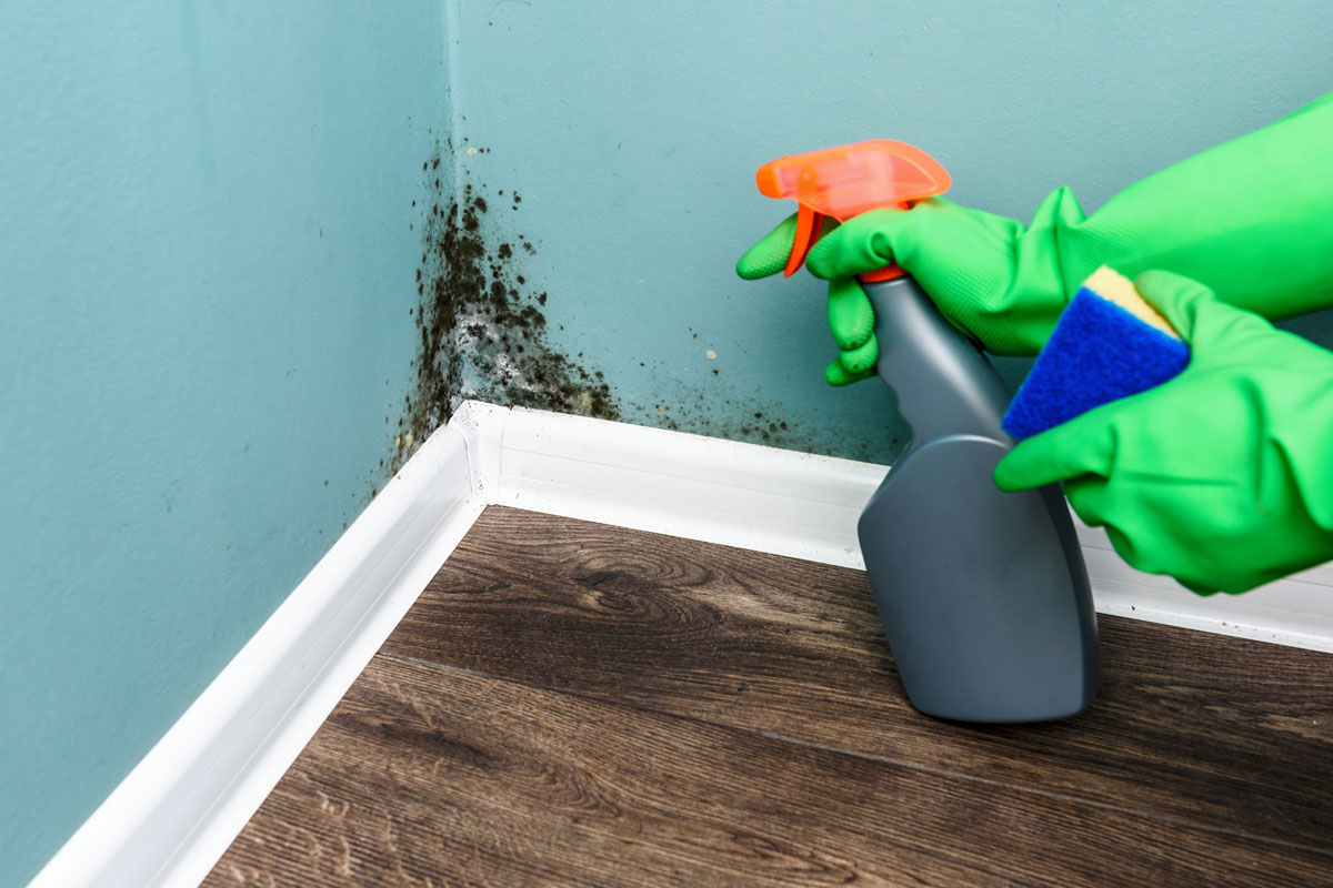No Bleach Or Ammonia: The Simple Home Remedy Recommended By Painters To Remove Damp From Walls