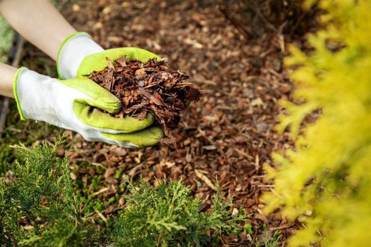 For Beautiful Roses, Add This Fertiliser To Your Autumn Mulch