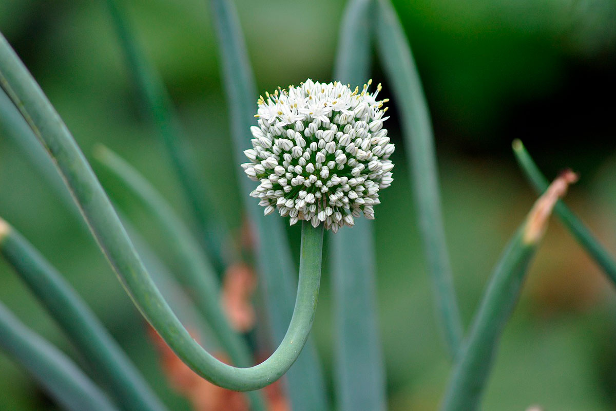 This Forgotten Vegetable That Our Ancestors Sowed In October For Tender Harvests At The End Of Winter