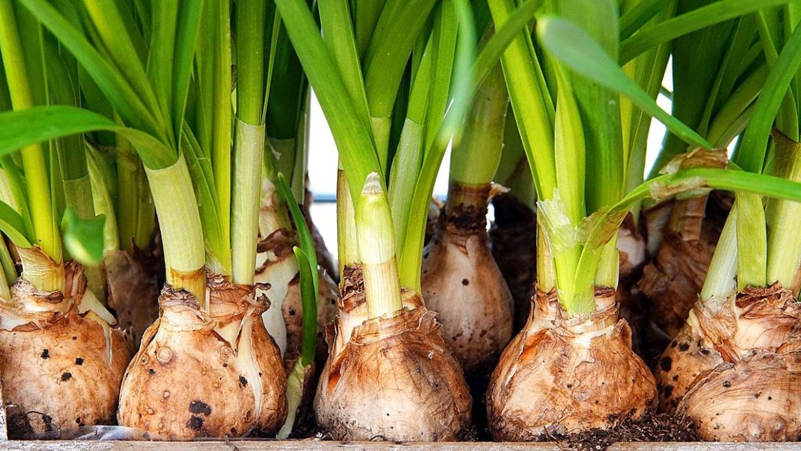 Vegetable
