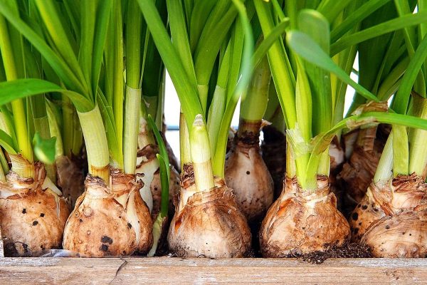 This Forgotten Vegetable That Our Ancestors Sowed In October For Tender Harvests At The End Of Winter