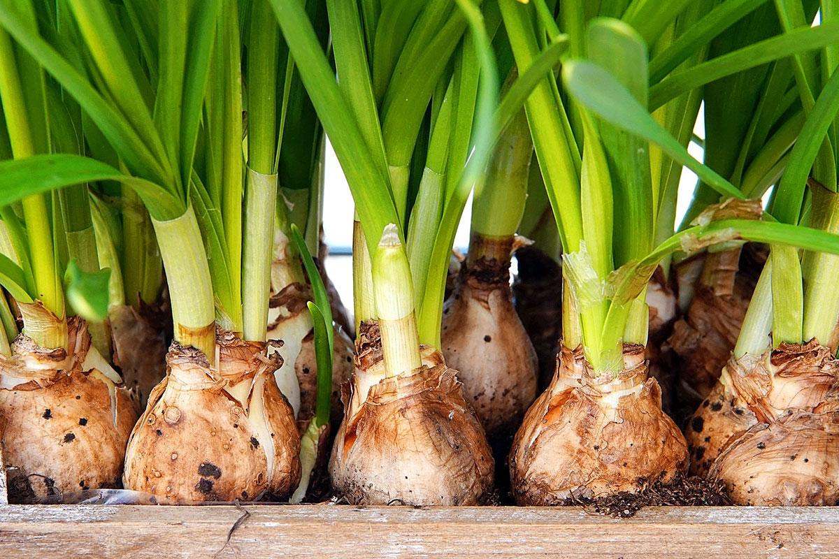 Vegetable