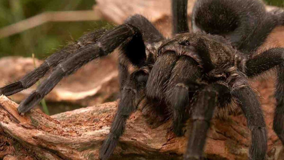Spiders