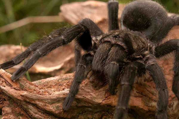 Why Spiders Are Likely To Invade Our Homes This Autumn