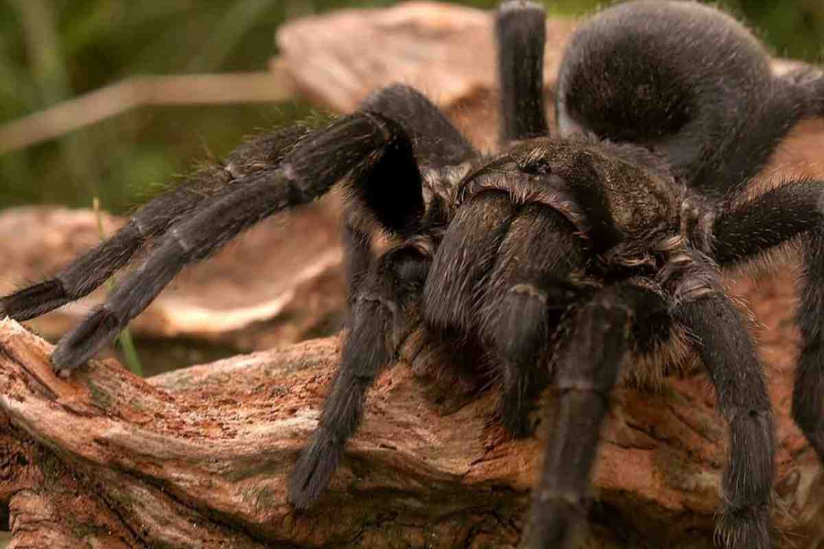 Spiders