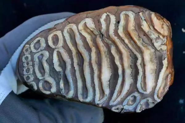 Discovery Of The Century: 125,000-Year-Old Treasure Found, Changing History
