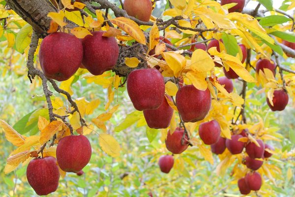 ‘We Didn’T Expect So Much Fruit!’ These Small Fruit Trees Transform Your Garden From October Onwards
