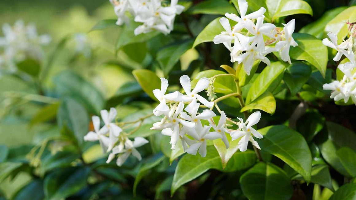 Jasmine