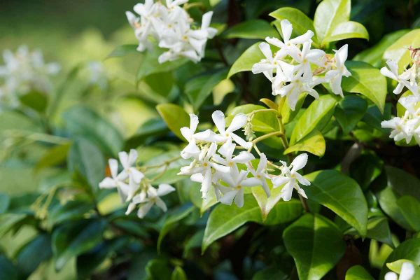 Neither In The Sun Nor In The Shade: The Ideal Place To Put Your Jasmine Plant And Fill Your Home With Its Rich Aroma